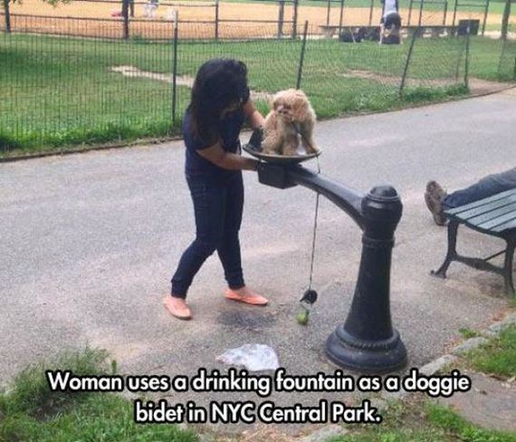 doggie bidet - Woman uses a drinking fountain as a doggie bidet in Nyc Central Park.