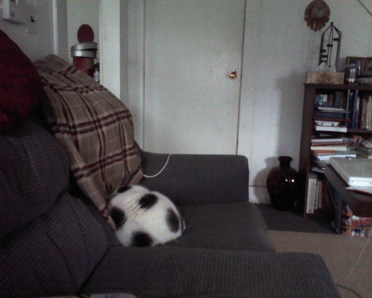 Let's play, "Where's the cat!?"