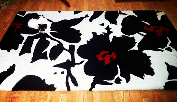 Let's play, "Where's the cat!?"