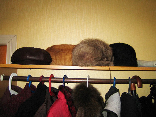 Let's play, "Where's the cat!?"