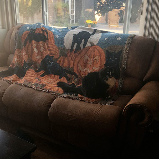 Let's play, "Where's the cat!?"