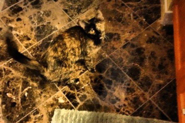 Let's play, "Where's the cat!?"