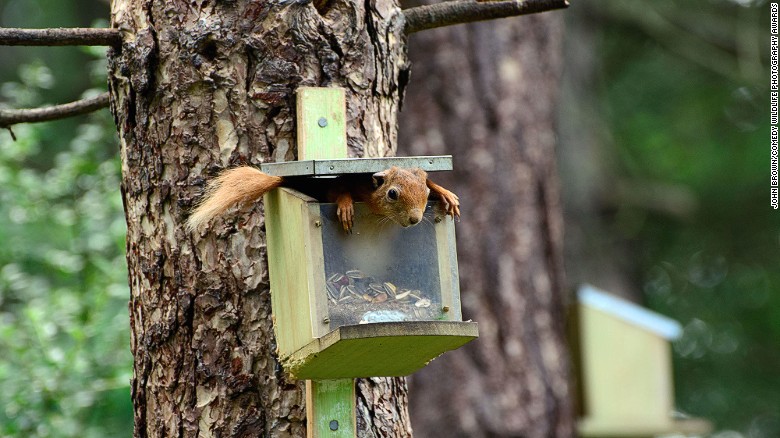 Animals who are clearly stuck