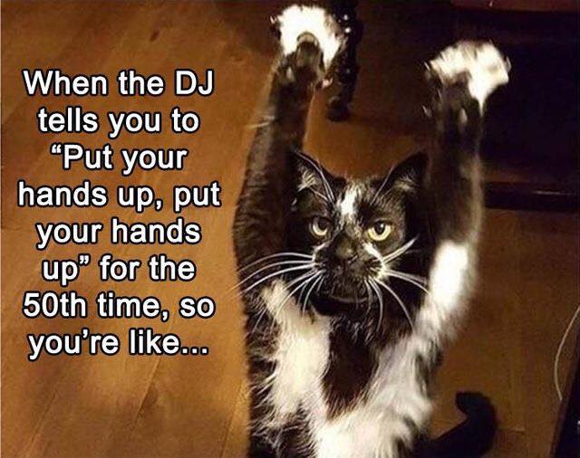 memes - put your hands up cat - When the Dj tells you to "Put your hands up, put your hands up" for the 50th time, so you're ...