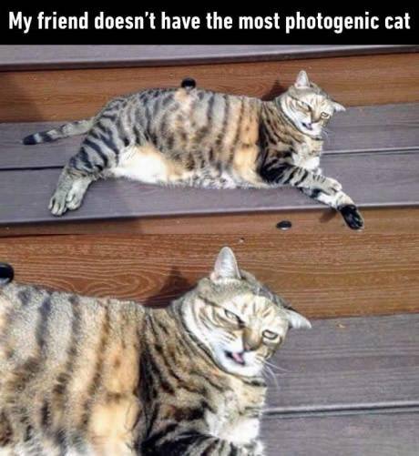 18 Cats Failing at Life to Make You Feel Better About Yours
