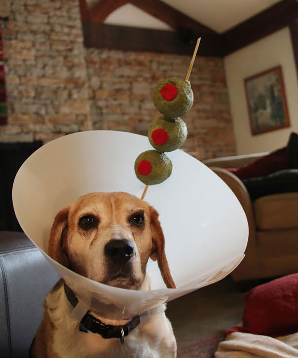 Doggos rockin the cone of shame