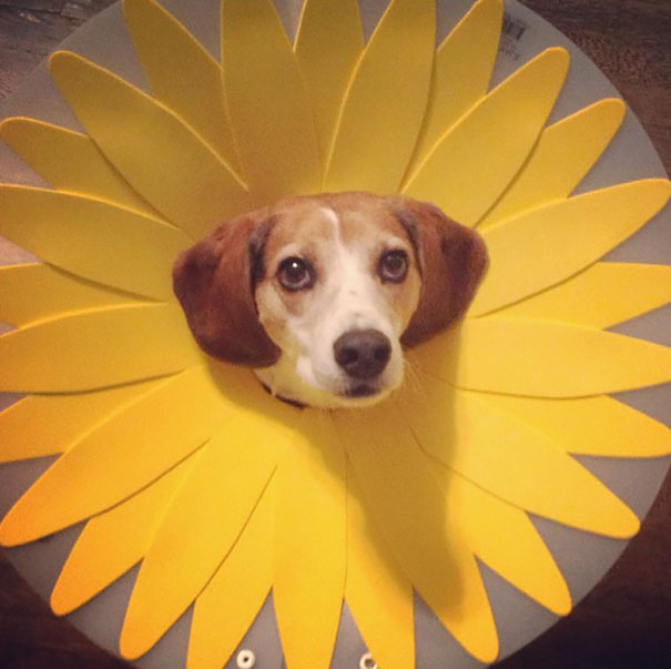 Doggos rockin the cone of shame