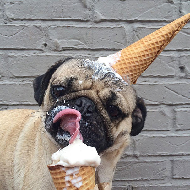 This pug doesn't care what you do- sit a cone on his head but let him eat ice cream