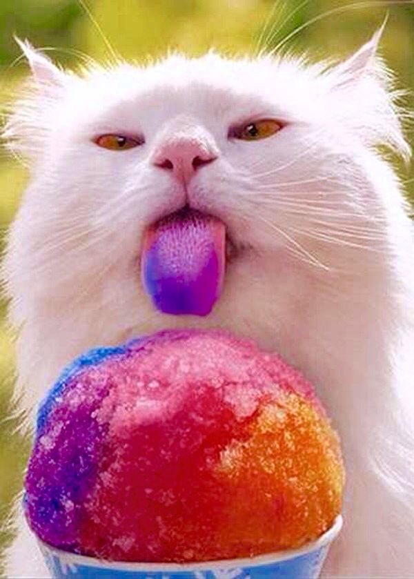 This is definitely not a New Orleans snoball, but that cat doesn't seem to mind