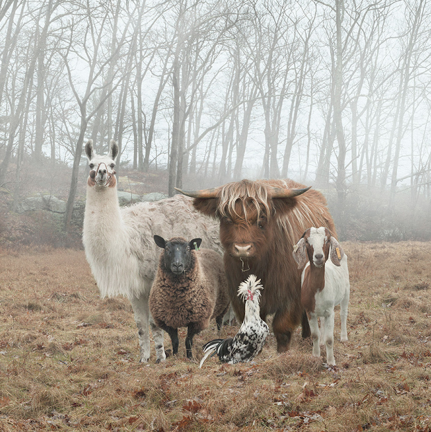 never wanted to be in a gang more than this one