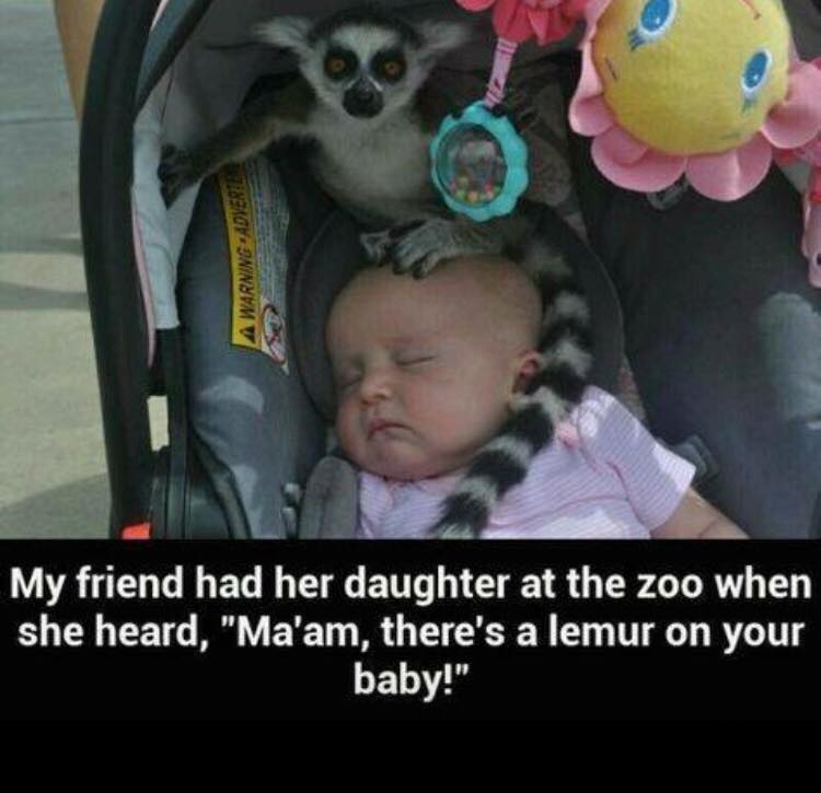 lemur on baby - A WarningAdverte My friend had her daughter at the zoo when she heard, "Ma'am, there's a lemur on your baby!"