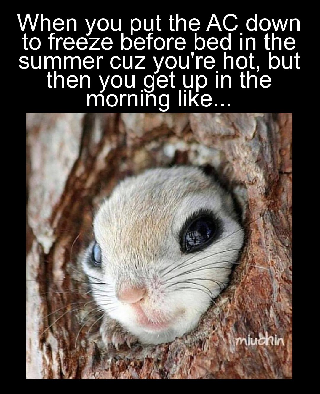 flying squirrel face - When you put the Ac down to freeze before bed in the summer cuz you're hot, but then you get up in the morning ... miuchin