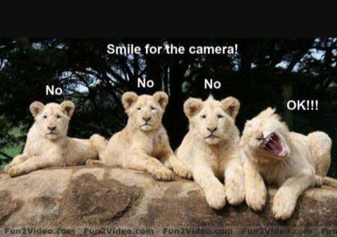 4 funny animals - Smile for the camera! No No No Ok!!! Fun 2 Video.com Tube O con Fun Vidio.com uo 2Video.com