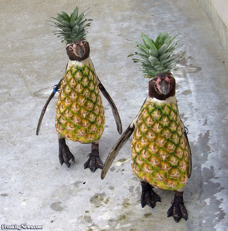 pineapple penguin - FreakingNews.com