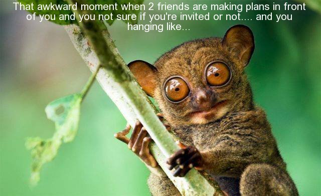 tarsier hd - That awkward moment when 2 friends are making plans in front of you and you not sure if you're invited or not.... and you hanging ...
