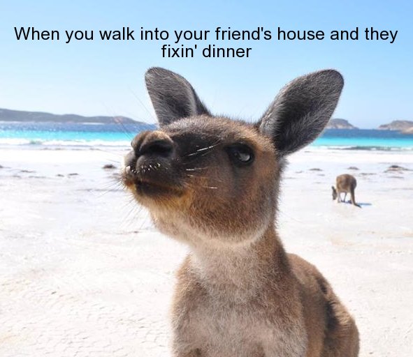 kangaroo - When you walk into your friend's house and they fixin' dinner