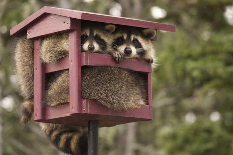 raccoon bird house