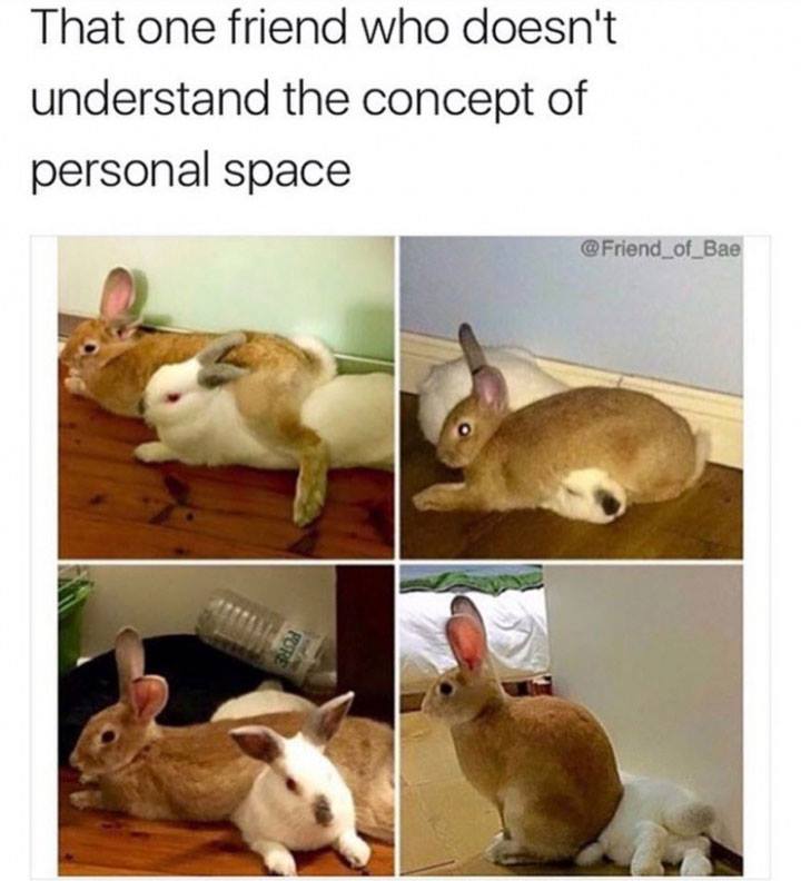rabbit personal space meme - That one friend who doesn't understand the concept of personal space