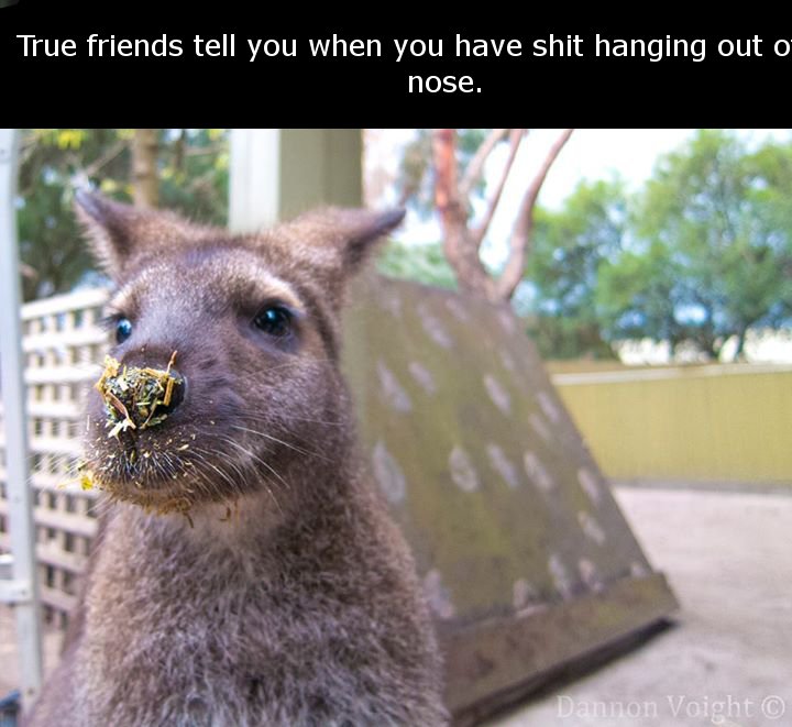 wallaby - True friends tell you when you have shit hanging out o nose. Dannon Voight