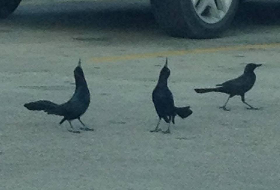 The two birds are obviously checking out an obtainable female and totally missing the cutie walking past.