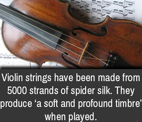 fun facts about the violin - . . . Violin strings have been made from 5000 strands of spider silk. They produce 'a soft and profound timbre' when played.