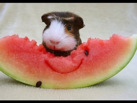 Apparently piggies love to make a piggie of themselves over watermelon too