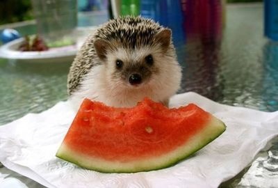 Pretty sure everyone and every animal loves the sweet juicy melon