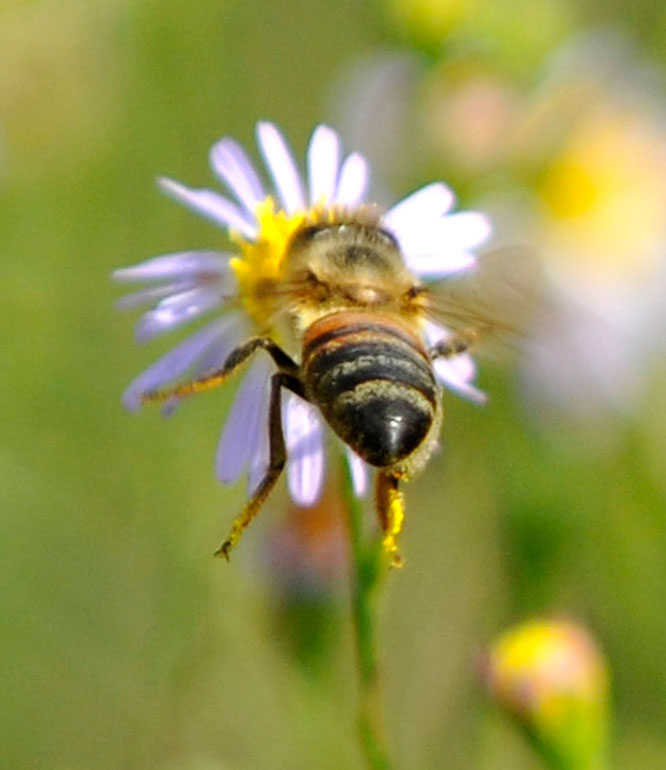 Some plant places and nurseries sell plants with harmful insecticides that poison bees (always check the tag really well). When the bee pollinates the plant, he introduces the poison the the hive and kills the entire hive.