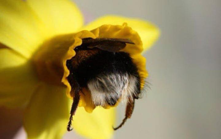 Bees don't all live in hives, some species live alone, underground or in trees.