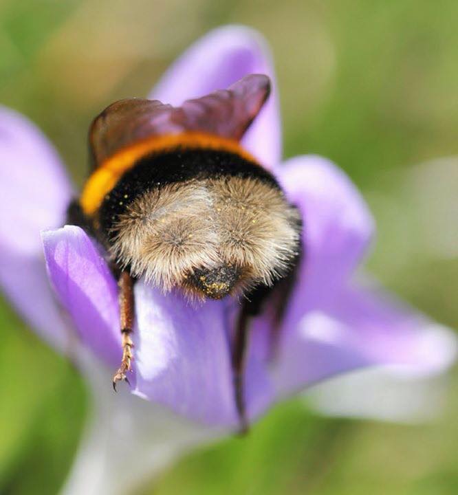 Bees are actually rather nice creatures, you can even pet them if you're careful