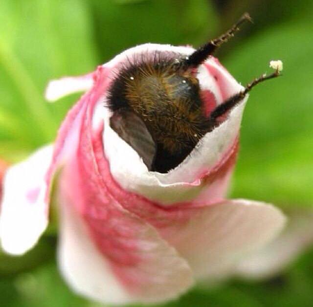 Bees are so important to our survival