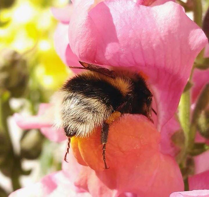 Bees love sweet smells and are attracted to bright colors and extremely fragrant white plants. Plant some away from your entry ways and you'll also get a lot of hummingbirds and butterflies