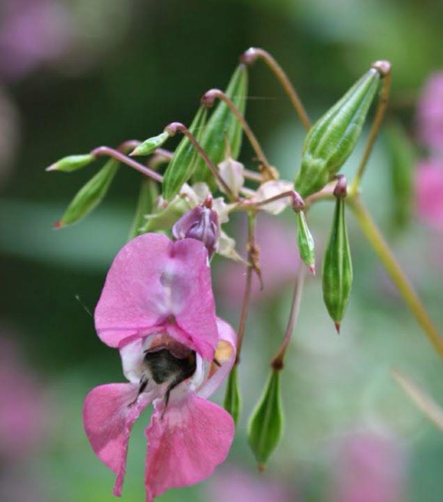 Not all bees are good, some winged menaces look like bees but are really imposters