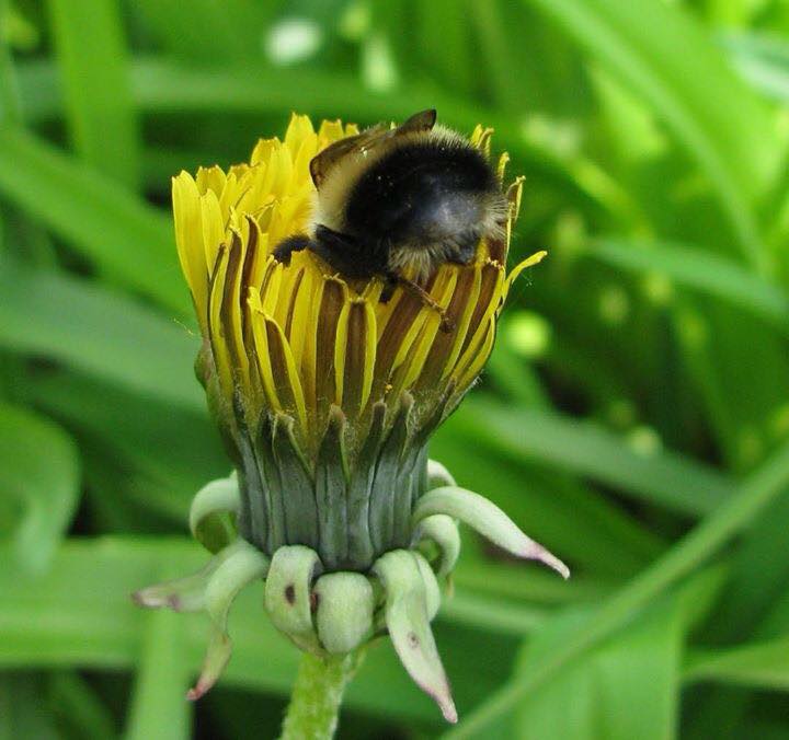 Some cities will pay you to put a hive on your property. It gives you a great excuse not to cut your grass!