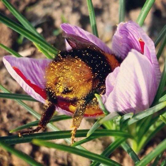 Bees like hidey holes so if you hate bees, keep your grass really short and keep debris and trash out of your yard