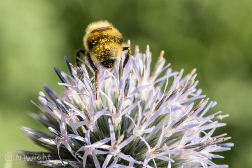 Wasps are not bees. THey're evil and will sting you multiple times. Bees are the good guys