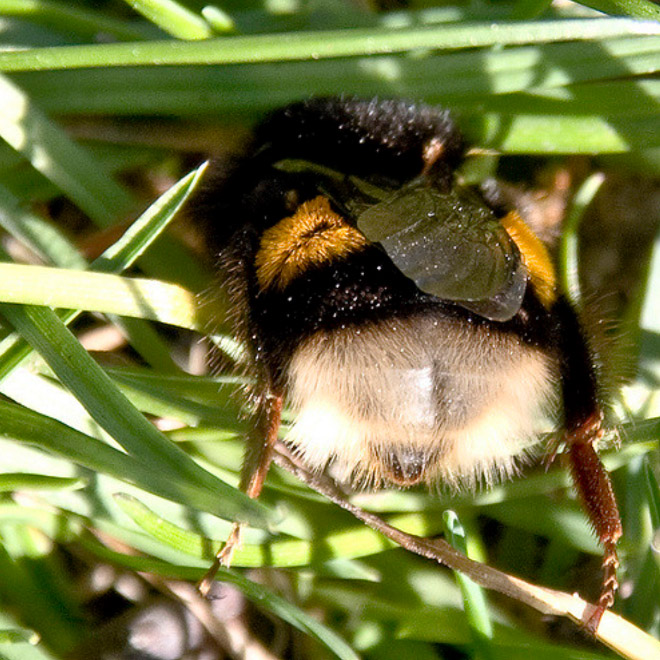 Honey is also super great for your complexion and hair