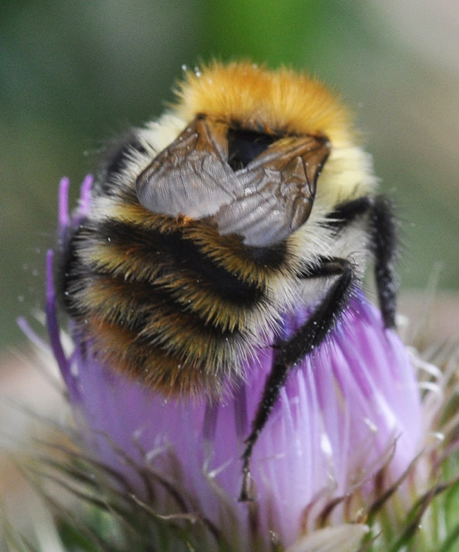 Buying local is the best and some say it helps decrease allergies