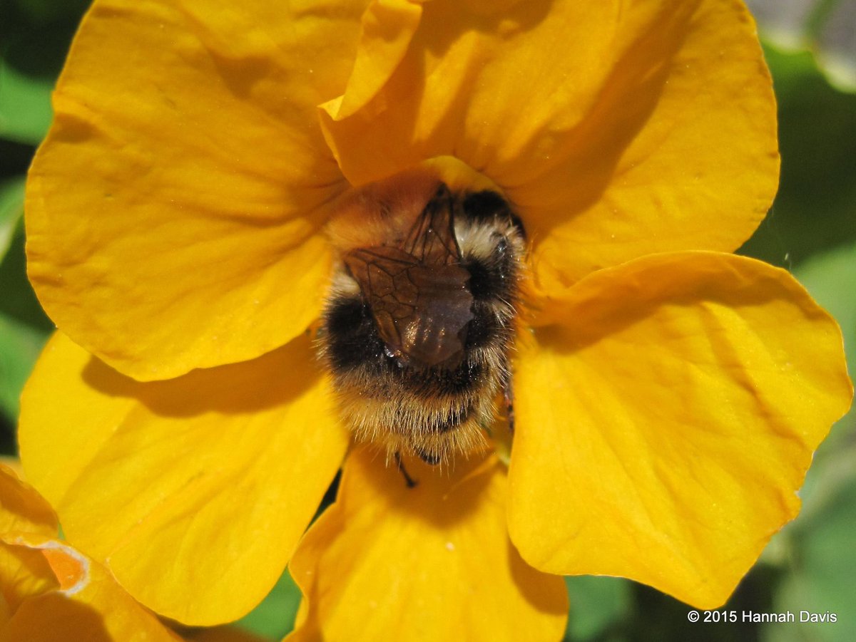 Most store bought honey is barely honey, it's sugar and there are additives