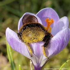 Bees sometimes get tired from their flights so if you leave a cap of sugar water out, you can really help them a lot