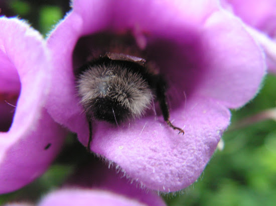 So go, beeee nice to the beeees. Set up a camera and try to capture their adorableness