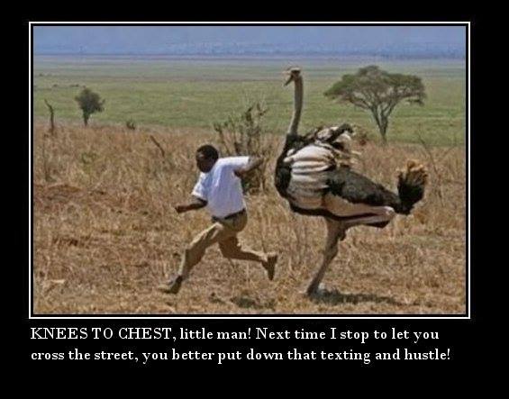 angry birds africa style - Knees To Chest, little man! Next time I stop to let you cross the street, you better put down that texting and hustle!