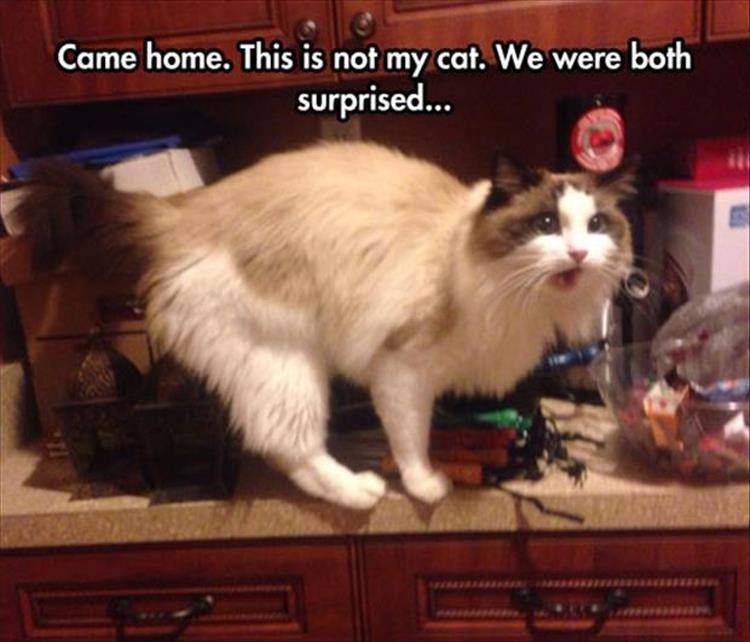 not my cat meme - Came home. This is not my cat. We were both surprised...