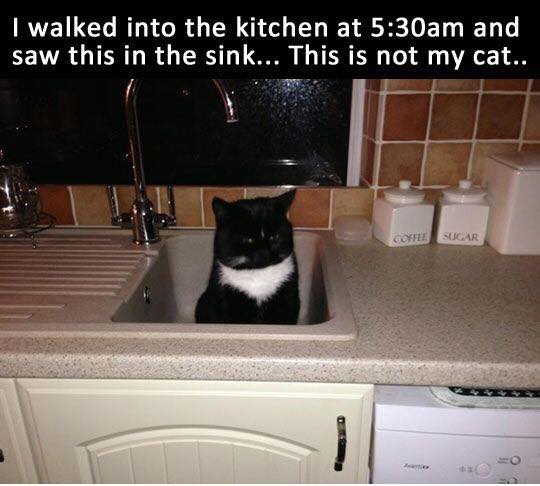 funny cats kitchen - I walked into the kitchen at am and saw this in the sink... This is not my cat.. Coffee Sugar