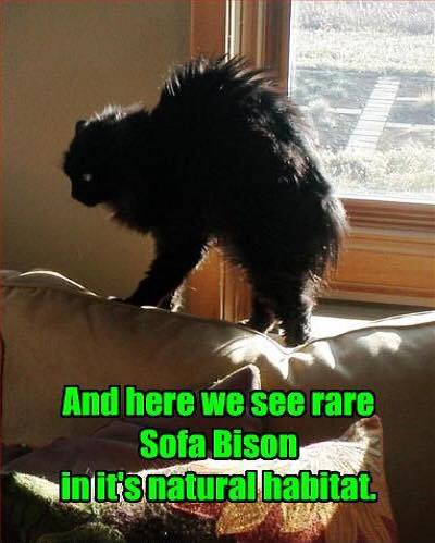 sofa bison - And here we see rare Sofa Bison inits natural habitat