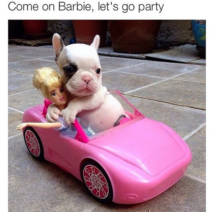 relatable come on barbie let's go party dog - Come on Barbie, let's go party