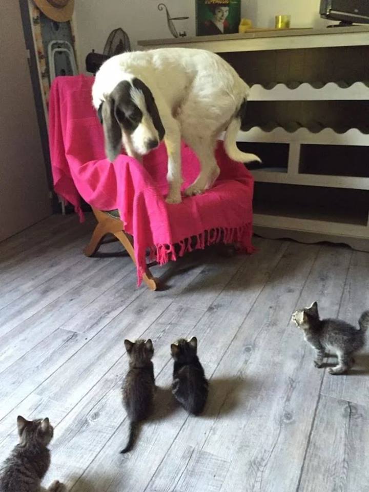 relatable dog scared of kittens