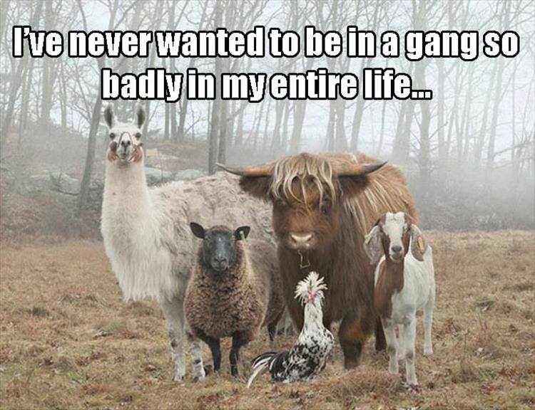 relatable animal family funny - I've never wanted to be in a gang so badlyin my entire life...