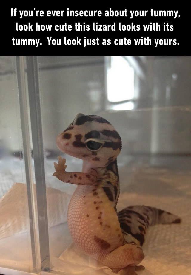 relatable best funny pics ever - If you're ever insecure about your tummy, look how cute this lizard looks with its tummy. You look just as cute with yours.