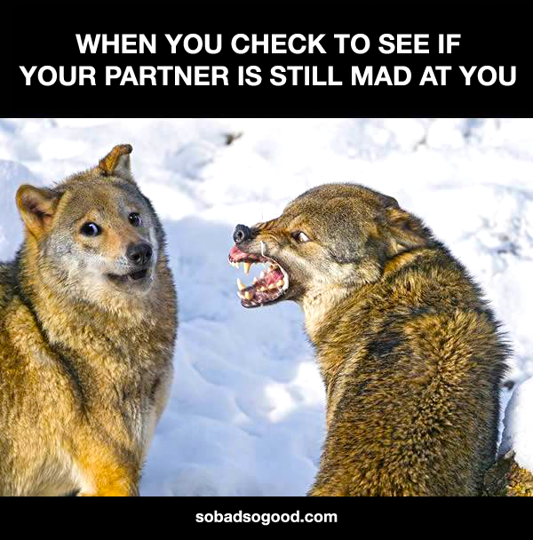 relatable doge wolf - When You Check To See If Your Partner Is Still Mad At You sobadsogood.com